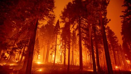 L'incendie Caldor Fire ravage Sly Park, en Califonie, le 17 août 2021. (ETHAN SWOPE / AP)