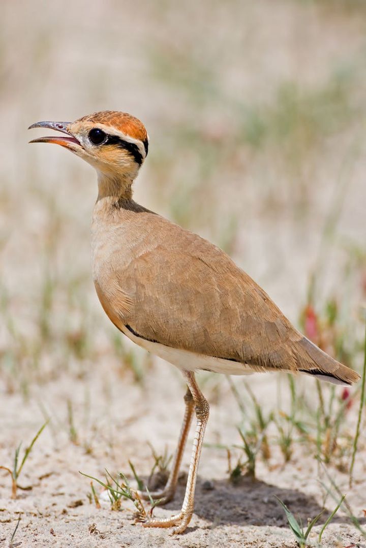 Deux buffles du Cap ont laissé ce feu de début de saison brûler autour d'eux dans le parc national du Serengeti (nord de la Tanzanie). (Gerrit_de_Vries / shutterstock)