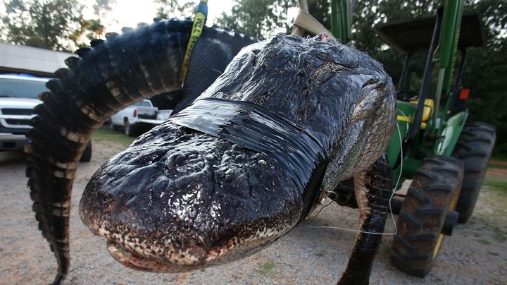 L'alligator a d&ucirc; &ecirc;tre pes&eacute; &agrave; l'aide d'une petite pelleteuse, compte tenu de son poids.&nbsp; (SHARON STEINMANN / AP / SIPA)