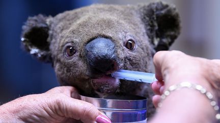 Un koala sauvé des flammes et pris en charge&nbsp;au&nbsp;Koala Hospital de Port Macquarie&nbsp;(Australie), le 2 novembre 2019.&nbsp; (SAEED KHAN / AFP)