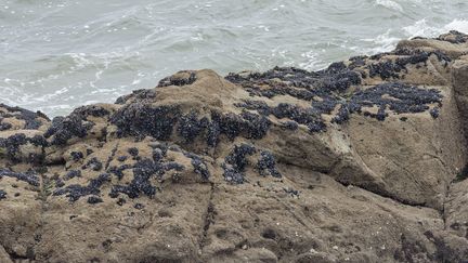 Des moules à Batz-sur-Mer, en Loire-Atlantique, le 24 septembre 2017 (photo d'illustration). (CHRISTIAN WATIER / MAXPPP)