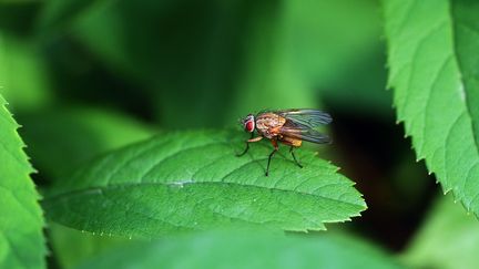 Une mouche sur une feuille. (illustration) (SEBASTIEN JARRY / MAXPPP)