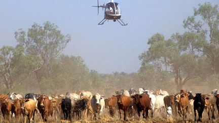 Les investisseurs chinois s'intéressent aux terres agricoles et aux ranchs australiens. (AFP/ Guido Alberto Rossi )