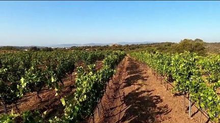 Canicule : les vendanges n'ont jamais débuté aussi tôt dans le Var (France 2)