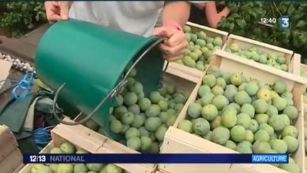 2017, un bon millésime pour la prune (FRANCE 3)