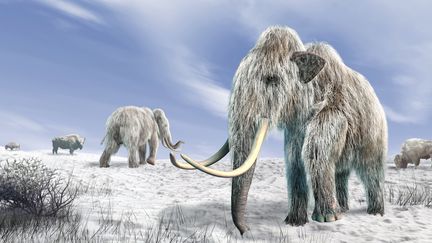 Des scientifiques russes ont trouv&eacute; du sang dans la carcasse d'un mammouth extraite du sol sib&eacute;rien. (LCL / AFP)