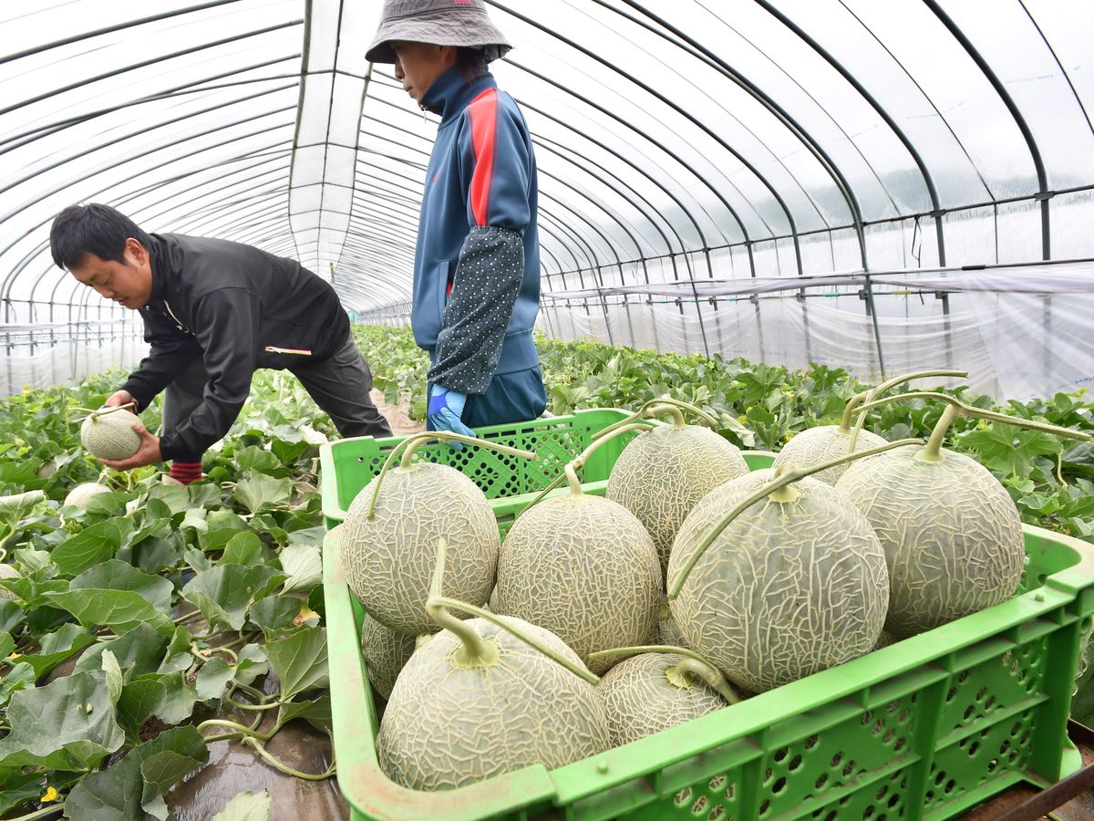 agriculture la saison du melon commence tardivement