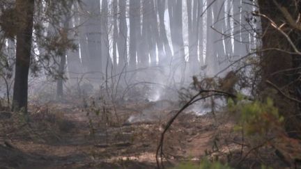 Incendies : la lutte contre les flammes s'intensifie en Gironde, les Landes placés en vigilance rouge