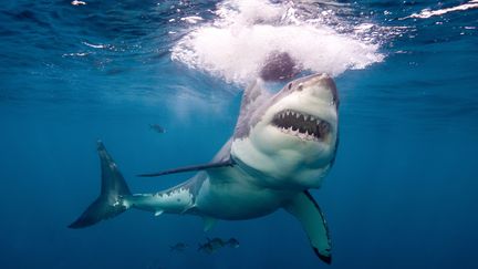 Grand requin blanc. (IMAGE SOURCE/AFP)