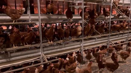 Dans l'Oise, la ferme du Pré abrite déjà 900 000 poules pondeuses, mais pourrait s'agrandir pour en accueillir 1,2 million. Ce projet divise les consommateurs.