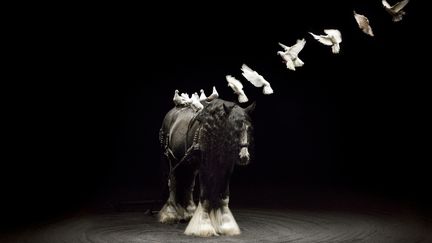 Le nouveau spectacle de la troupe de théâtre équestre Zingaro, "Ex anima", laisse les chevaux seuls en piste. (MARION TUBIANA / MYRA)