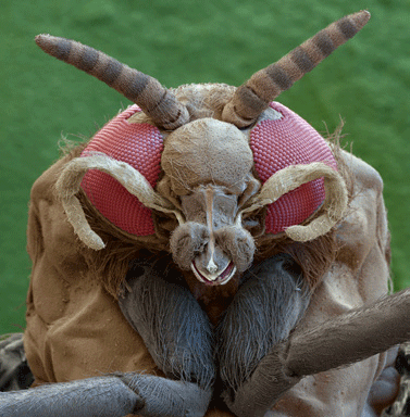 A l'état adulte, cette mouche noire coupe la peau des vaches avec ses mandibules. (NICOLE OTTAWA / OLIVER MECKES / GEO)