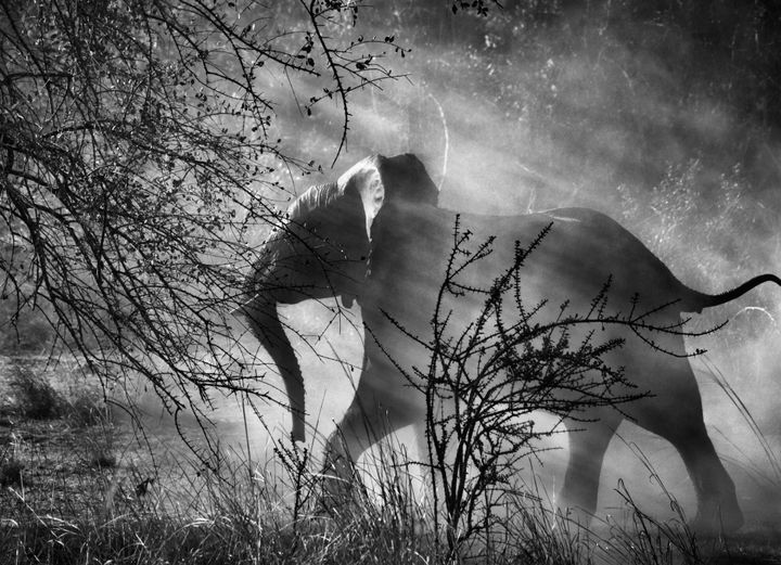 En Zambie, pourchassés par les braconniers, les éléphants ont peur des humains et des véhicules. Dès qu'ils voient une voiture approcher, ils fuient pour se cacher dans le bush. Parc national de Kafue, Zambie, 2010.
 (Sebastião Salgado)