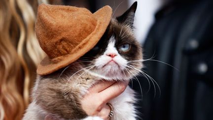  (Le Grumpy Cat aux MTV Movie Awards 2014 © REUTERS / Danny Moloshok)