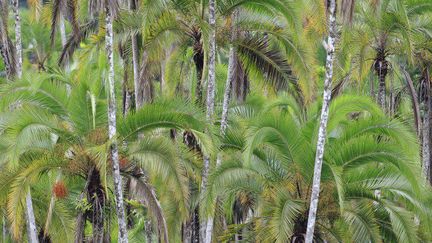 Plantations de palmiers à huile dans le sud-est du Cameroun. (Photo AFP/Cyril Ruoso)