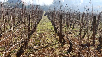 Un ouvrier taille la vigne dans une parcelle du domaine Emmanuel Giboulot, cultiv&eacute;e en biodynamie, &agrave; Beaune (C&ocirc;te-d'Or)&nbsp;le 12 f&eacute;vrier 2015. (BENOIT ZAGDOUN / FRANCETV INFO)