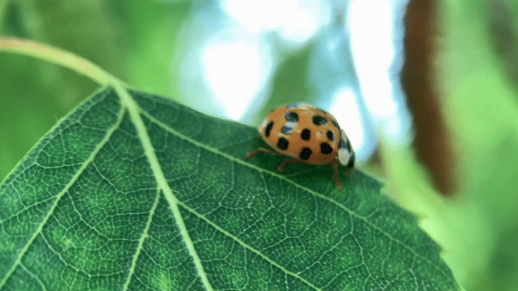 Nature : les larves de coccinelles comme insecticide naturel