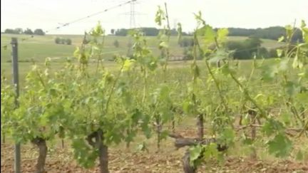 Intempéries : les vignerons démoralisés (FRANCE 2)