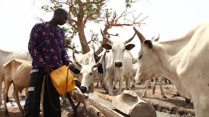 Un éleveur fulani, Peul du Nigeria, abreuve son troupeau du côté de la ville de Yola. (EMMANUEL AREWA / AFP)