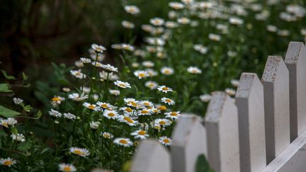 La marguerite commune&nbsp;nommée par les botanistes leucanthemum vulgare, une plante comestible à ne pas confondre avec la pâquerette (SUNGMOON HAN / EYEEM / EYEEM)