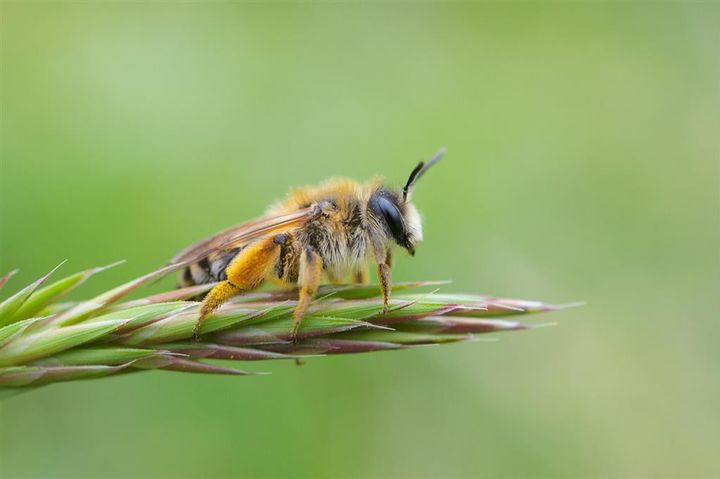 Une abeille vue par Philippe Boyer. 
 (Philippe Boyer )