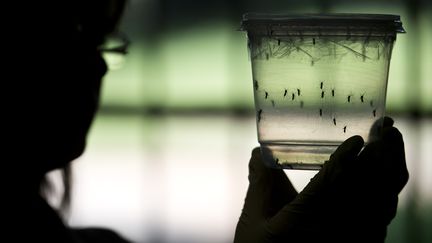 Une chercheuse observe&nbsp;des moustiques susceptibles de véhiculer le virus Zika, le 8 janvier 2016 à Sao Paulo (Brésil). (NELSON ALMEIDA / AFP)