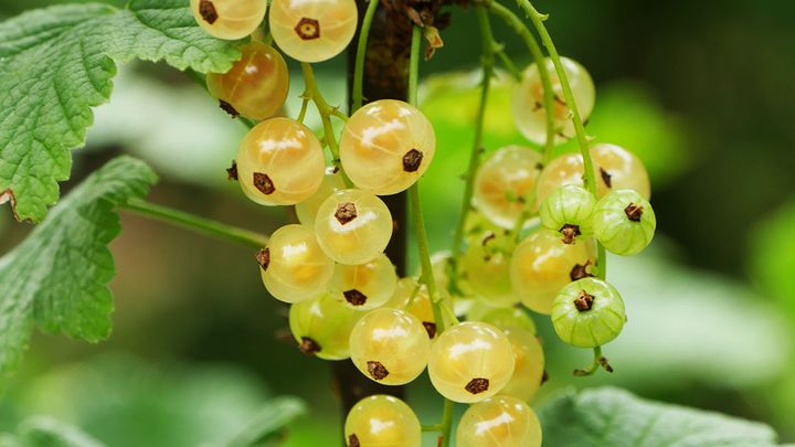 'Cerise blanche' donne des fruits bien parfumés.&nbsp; (ISABELLE MORAND / RADIO FRANCE / FRANCE INFO)