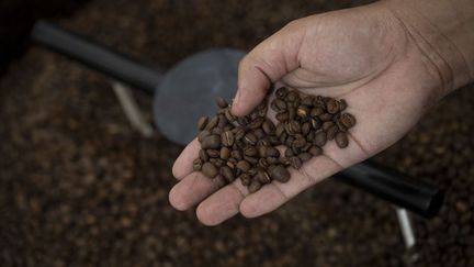 Au Brésil, une longue période sèche et chaude fait peser des inquiétudes sur la récolte de café 2025-2026. (MAURO PIMENTEL / AFP)