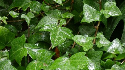 Originaire d'Irlande ou d'Algérie, le lierre est un atout pour la biodiversité.&nbsp; (ISABELLE MORAND / RADIO FRANCE / FRANCE INFO)