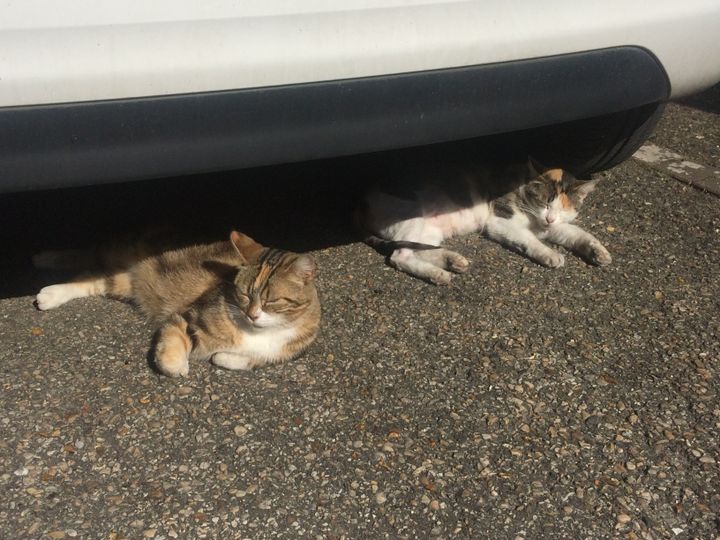 Deux chats sous la chaleur de Moret-sur-Loing. (ARIANE GRIESSEL / RADIO FRANCE)