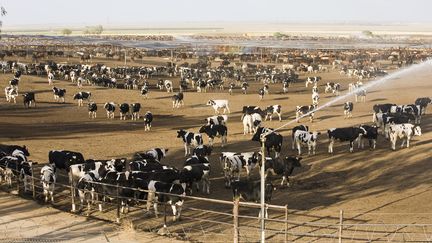 Une ferme bovine dans l'Etat américain de Californie, en juin 2008. (CLAUDIUS THIRIET / BIOSPHOTO / AFP)