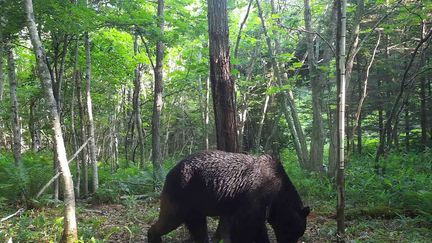 A bear, it is believed "OSO18"Photo taken on June 25, 2023 in Shibecha, Japan.  (City of Shibecha / AFP)