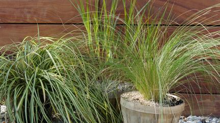 À gauche : Carex oshimensis 'Evergold'. À droite : Stipa tenuifolia. À l'arrière-plan : Panicum virgatum. Trois graminées à cultiver en pot.&nbsp; (ISABELLE MORAND / RADIO FRANCE)