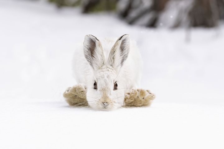 Un lièvre à raquettes, ou lièvre d’Amérique, se prépare à effectuer son prochain grand saut dans la neige des forêts du parc national des montagnes Rocheuses aux Etats-Unis. Pour effectuer ses bonds, qui peuvent aller jusqu’à 3 mètres, l’animal relève haut ses larges pattes arrière vers sa tête comme sur la photo, larges pattes qui l’empêchent de s’enfoncer dans la neige molle et profonde, et auxquelles il doit son nom de lièvre à raquettes. 
Détails techniques : Sony α1 + 70–200mm f2.8 lens at 200mm; 1/2500 at f8; ISO 3200. (DEENA SVEINSSON / WILDLIFE PHOTOGRAPHER OF THE YEAR)