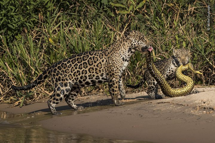 Un jaguar femelle et son petit capturent un anaconda. (MICHEL ZOGHZOGHI)