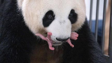 Le panda Ai Bao avec l'un de ses bébés, le 11 juillet 2023, en Corée du Sud. (EVERLAND RESORT / XINHUA / AFP)