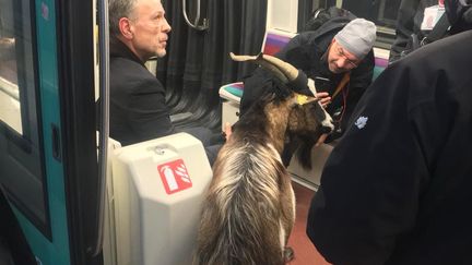 Une chèvre est brièvement présente dans le métro parisien, le 13 novembre 2018. (CHISTOPHE CHENUT / TWITTER)