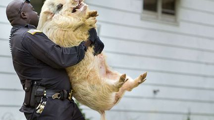 Un policier charge dans son camion un cochon captur&eacute; &agrave; Greensboro (Caroline du Nord), le 11 avril 2013. (NELSON KEPLEY / AP / SIPA)