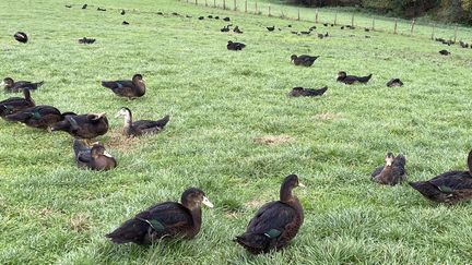 Un élevage de canards dans le Sud-Ouest. Image d'illustration (ANTHONY MICHEL / FRANCE-BLEU PAYS BASQUE VIA MAXPPP)