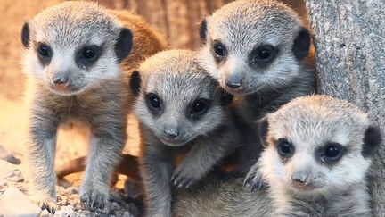 Des suricates&nbsp;au zoo de Karlsruhe&nbsp;(Allemagne), le 31 mai 2019. (ULI DECK / DPA / AFP)