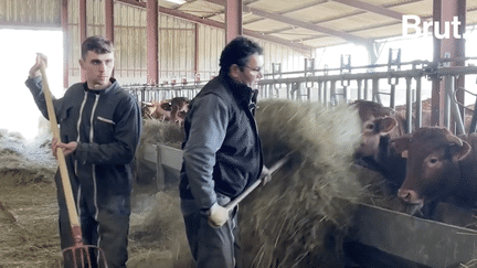 “Ses valeurs sont déjà un héritage. En plus de ça, il y a tout ce que lui a monté, construit, et qu'il nous transmet petit à petit”. A la ferme du Bouchage, dans la Vienne, Victor, 25 ans et son frère, Théophile, 22 ans, s’apprêtent à reprendre l'exploitation familiale de leur père Pascal Baudoin. (Brut.)