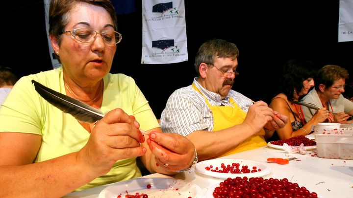 Une dame participe &agrave; l'&eacute;dition 2006 du championnat du monde d'&eacute;p&eacute;pinage de groseilles &agrave; la plume d'oie, &agrave; Bar-le-Duc (Meuse). (JACQUES KERAMBRUN / LE REPUBLICAIN LORRAIN / MAXPPP)