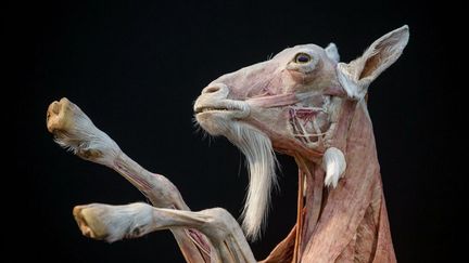 Apr&egrave;s "Body Worlds", l'exposition de corps humains plastin&eacute;s, l'anatomiste allemand Gunther von Hagens propose de d&eacute;couvrir les corps d'animaux comme cette ch&egrave;vre au zoo de Gossau (Suisse), le 4 octobre 2012. (MIRO KUZMANOVIC / REUTERS)