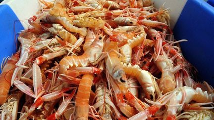 Langoustines au Guilvinec (FRANCE 3)