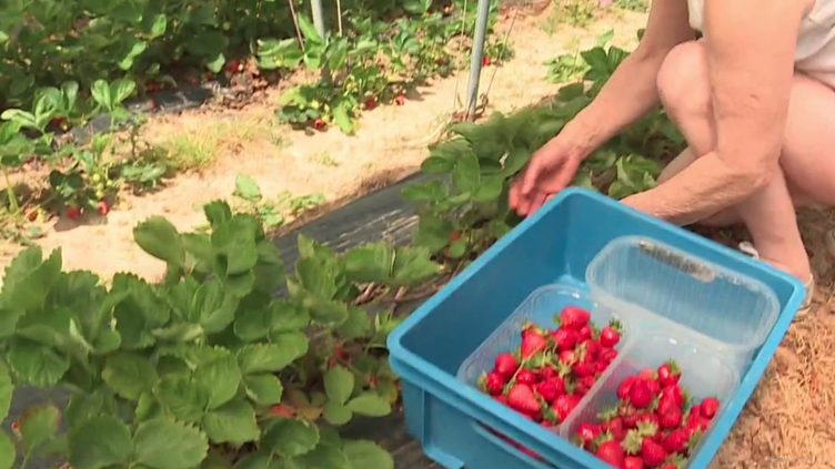 Eure : une ferme propose la cueillette de fraises