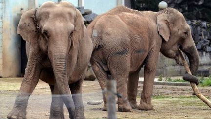 Les éléphantes Baby et Népal le 6 janvier dernier dans leur enclos du Parc de la Tête d'Or à Lyon
 (PHILIPPE DESMAZES/AFP)