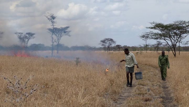 Un ranger allume un "feu de gestion" dans l'écosystème du Serengeti pour contrôler la croissance de la brousse.  (Colin Beale, Author provided)