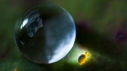 Le collembole et la goutte d'eau. Cette photo a remporté le grand prix toutes catégories, 1er prix macro et 2ème prix mini-série au concours photo Melvita Awards – Terre Sauvage en 2014 (C)