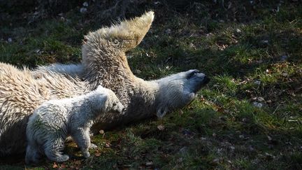 L'ours Nanuq est née le 7 novembre 2016. (SEBASTIEN BOZON / AFP)