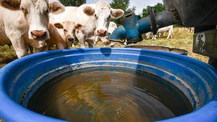 Un troupeau de vaches manquant d'eau près de Montluçon, dans l'Allier, le 18 juillet 2019. (SALESSE FLORIAN / MAXPPP)